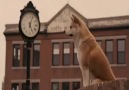 Gerçek Dost!  (Hachiko)