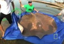 Giant Freshwater Stingray -- National Geographic