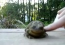 Gıdıklanan kurbağa :)