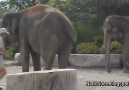 Guardate questo come cerca di salire sull'elefante :D [HQ]