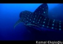 Hayat Belgeseli Bölüm 4: Balina Köpek Balığı [HQ]