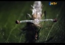 Hayat Belgeseli Bölüm 6: Böcekler [HQ]