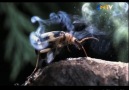 Hayat Belgeseli Bölüm 6: Bombardıman Böceği [HQ]