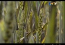 Hayat Belgeseli Bölüm 9: Buğdaylar [HQ]