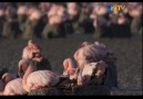 Hayat Belgeseli Bölüm 5: Flamingolar [HQ]