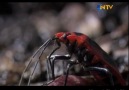 Hayat Belgeseli Bölüm 6: Japon Böceği [HQ]