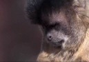 Hayat Belgeseli Bölüm 1: Kapuçin Maymunları [HD]