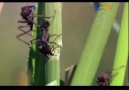 Hayat Belgeseli Bölüm 6: Karıncalar [HQ]