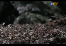 Hayat Belgeseli Bölüm 6: Kırmızı Orman Karıncaları [HQ]