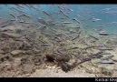 Hayat Belgeseli Bölüm 4: Mahküm Balıkları [HD]
