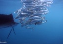 Hayat Belgeseli Bölüm 4: Yelken Balığı [HD]