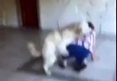 Hayvan oğlu hayvan yedi bitirdi kadını : ))