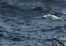 Hirundichthys rondeletii (Uçan Balık)