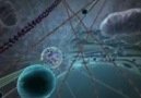 Hücrenin içindeki hayat animasyonu (Harvard Üniversitesi)