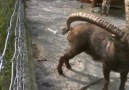 Ibex With an Itchy Butt [HQ]