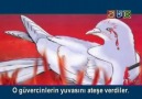 İki Güvercin-İmam Ali(a.s), Hz.Fatıma(s.a)