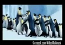 İlk Apaçi penguenlermiş xD