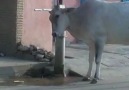 İneğin inanılmaz zekası...!!_smart cow !!!