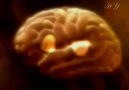 İnsan Beyninin Kapasitesi    Her Gün Yeni Bir Bilgi
