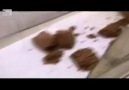 İsviçre Çikolataları
