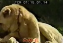 Japon Tv Kangal Belgeseli 3 (Panter Kangal)