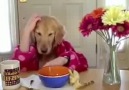 Kahvaltı yapan köpek - Human Dog Having His Breakfast ))