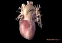 Kalbinizi nasıl çalıştığını birde 3D olarak  görün...