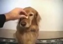 Kandırılan köpek =D ! <KesinİzLé>