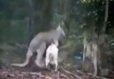 Kanguru vs Kaz (sonuna dıkkat) xD
