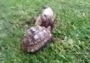 Kaplumbağadan 40 Saniyelik Hayat Dersi...