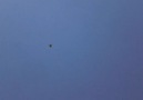 KARASİNEKLİ (KARAKİRLİ) DİŞİ YAVRU [HQ]
