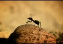 Karıncaların Ceviz Aşkı - Animasyon