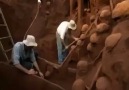 Karınca Yuvasına Çimento Dökülürse  Hergün Yeni Bir Bilgi