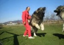 Kars Çoban Köpeği :)