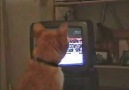 kedi boks maçı izlerken