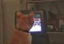 Kedi boks maçı izLerse xD