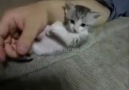 kedicik bu nasıl uykuculuk:)