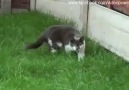 Kedi den Ani Saldırı !! (+16)