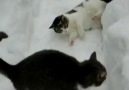 Kediler Karda Oynuyor..:)