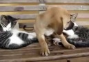 KEDİLERLE KÖPEKLER BİLE ANLAŞTI AMA, YA İNSANLAR.?