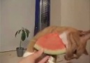 Kedi Ve karpuz nasıl yiyor izle
