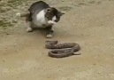 Kedi ve Yılan -  Koptum ya Dx