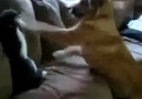 Kedi vs Köpek [Box Maçı]