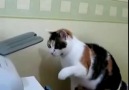 Kedi yazıcıya fena takmış :D