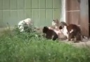5 Kediye Kafa Tutan Piskopat Fare xD