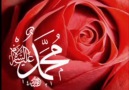 Kırmızı Güller Muhammed Aşkına Boynunu Büker  (s.a.v.)