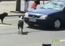 Köpeği kızDırdı pLakadan Oldu xD