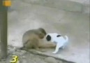 Köpeğin Şeyini Görünce Gülme Krizine Giren Maymun :)
