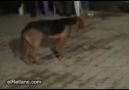 Köpek Düğünde Oynarsa :):)