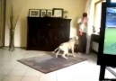 Köpekler bile vuvuzelanın sesine dayanamıyorlar x))